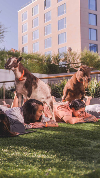 related-corporate-hospitality-pillar-goat-yoga-boo_6345 edit.jpg